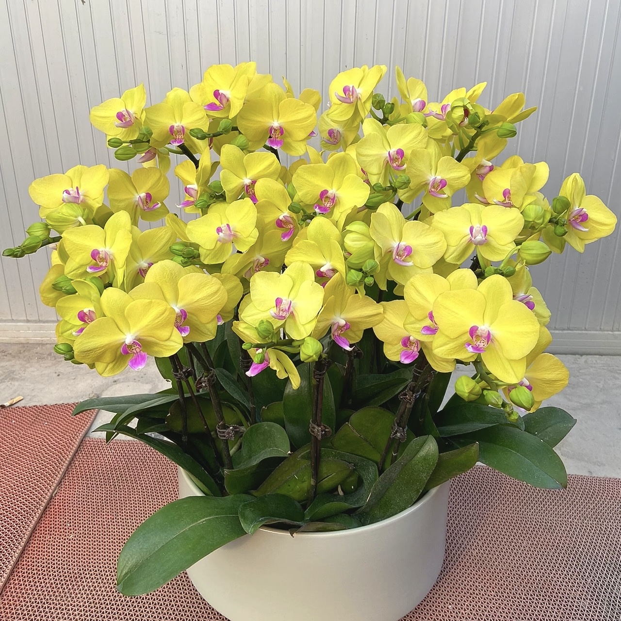 【黄色蝴蝶兰】十堰同城配送 搬家蝴蝶兰盆栽乔迁新居盆栽 开业盆绿植栽十堰同城绿植送货到家桌面盆栽绿植
