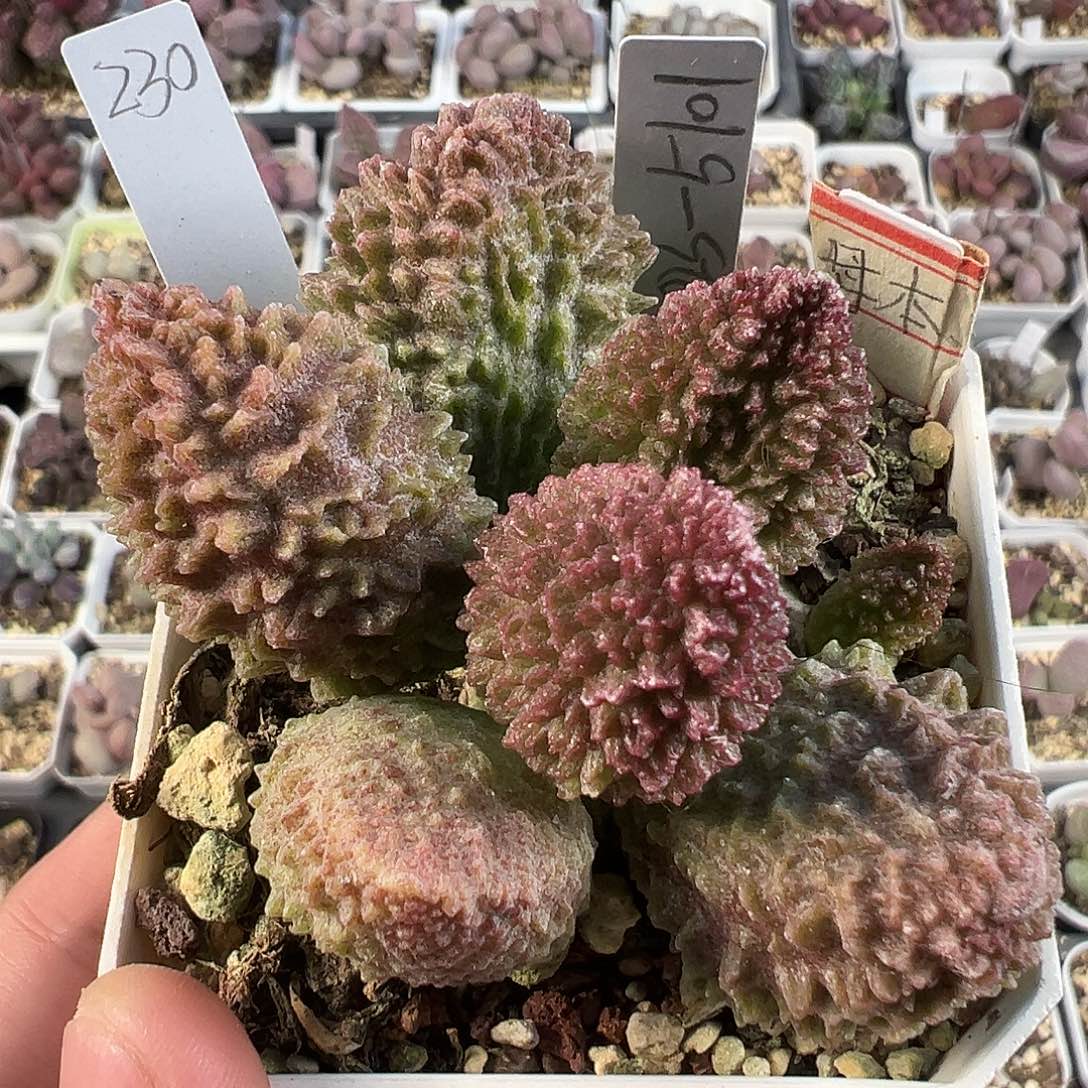 大疣刺款实生新品023-5101