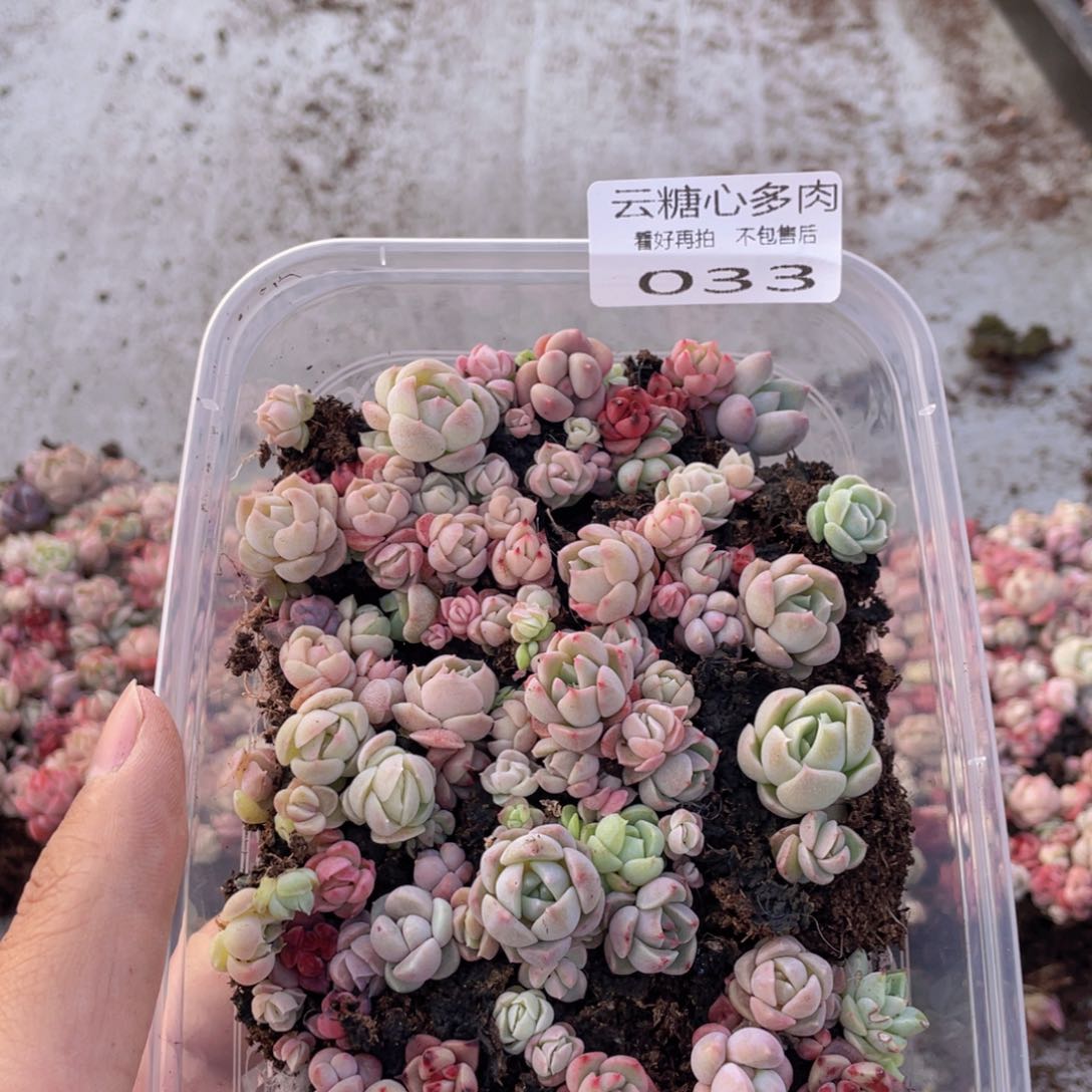 云糖心多肉植物33