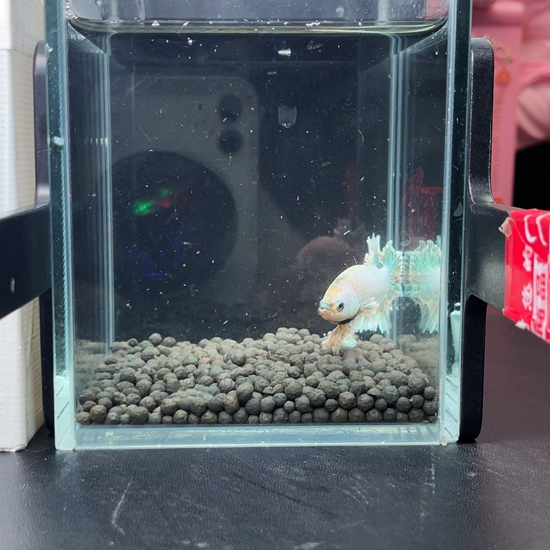 斗鱼26号97早绣球