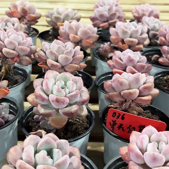 团  036    单头   白露