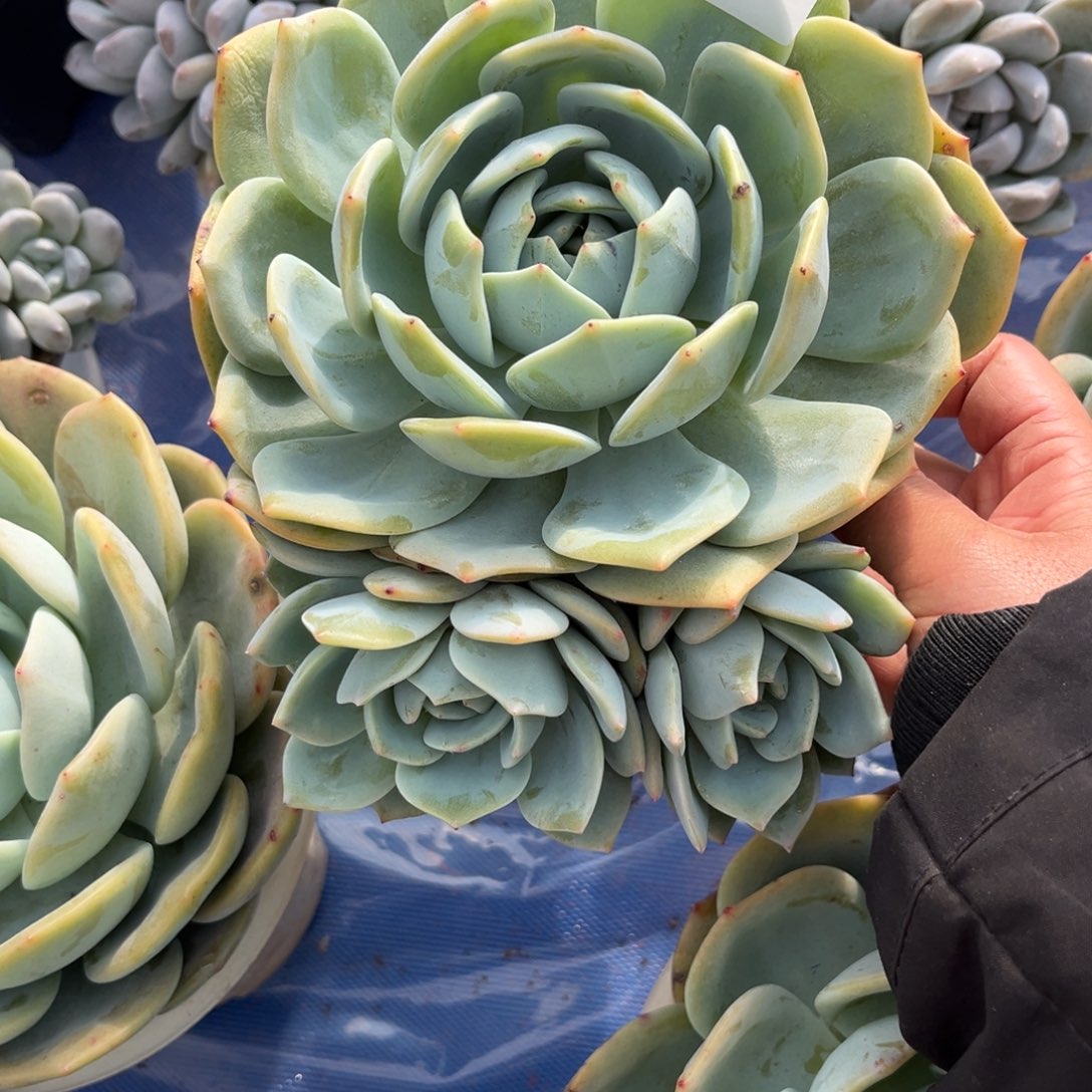 354凤橙多肉植物……