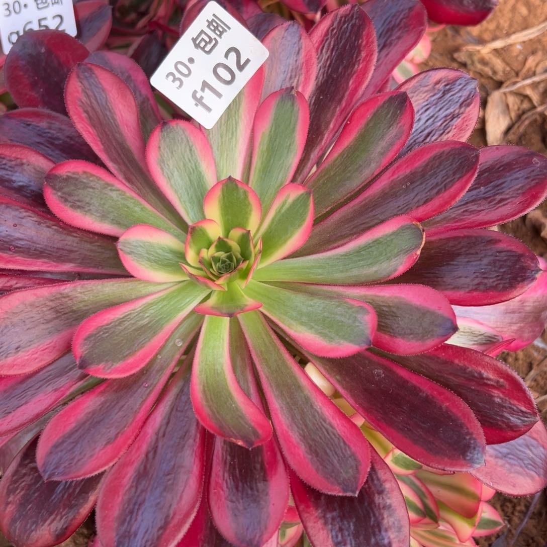 102美杜莎多肉法师