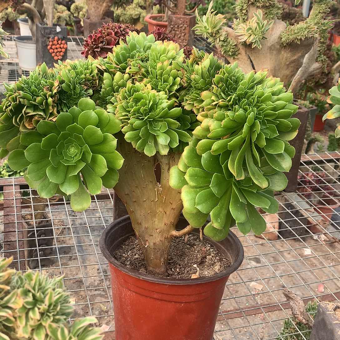 绿缀化缀化缀化缀化