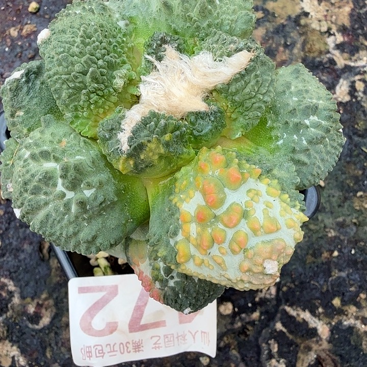 无花朵472大型体哥斯拉锦东八