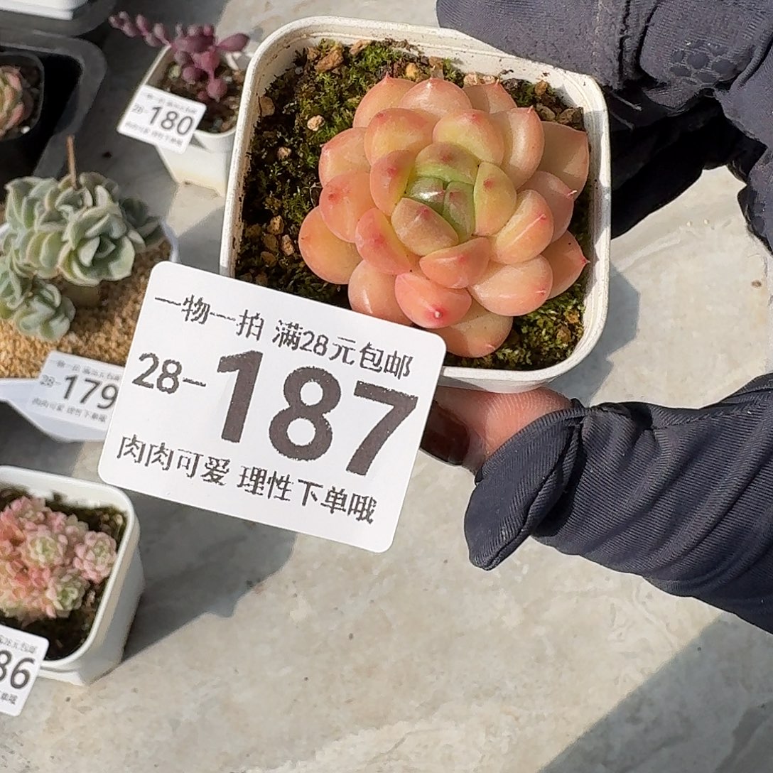 梦龙无盆土发货无盆土发货无