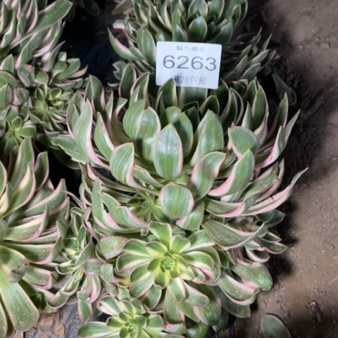 青莲多肉多肉6263