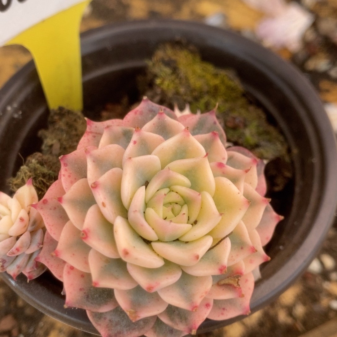 016杂锦锦锦锦锦锦