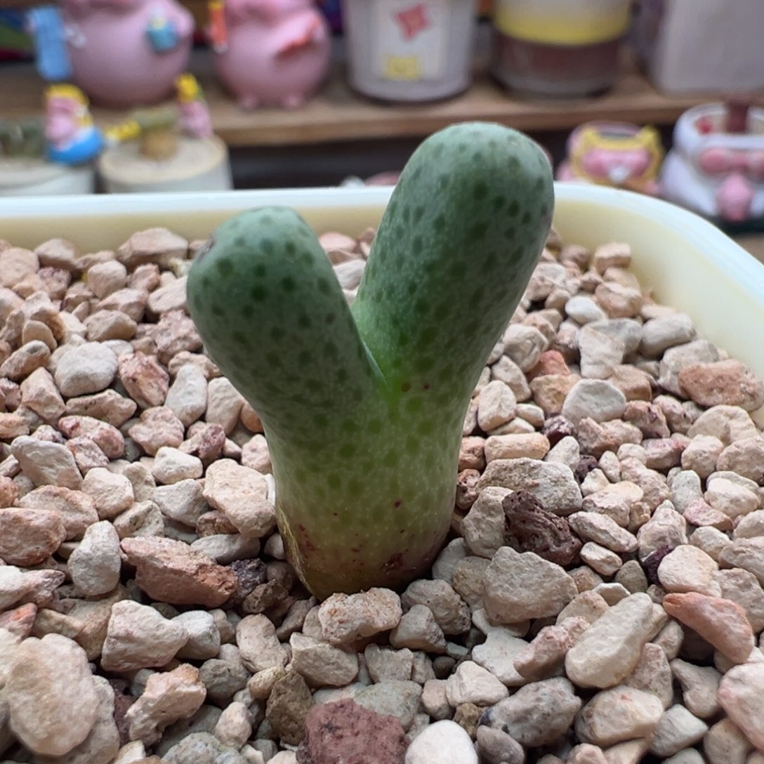 74。青蛙种源大型955d斑马。小干疤