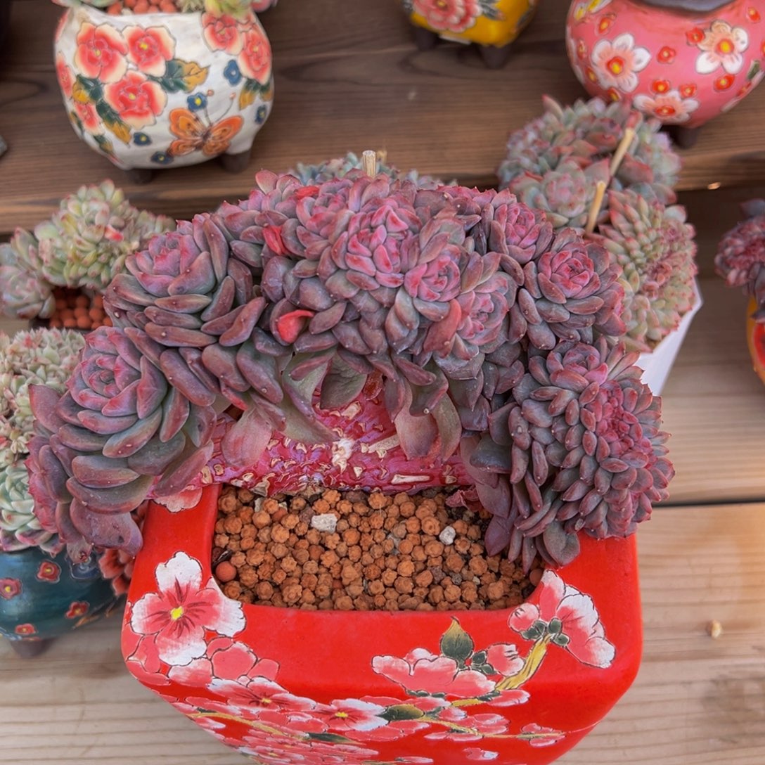 旺***6琥珀缀555 天天开心