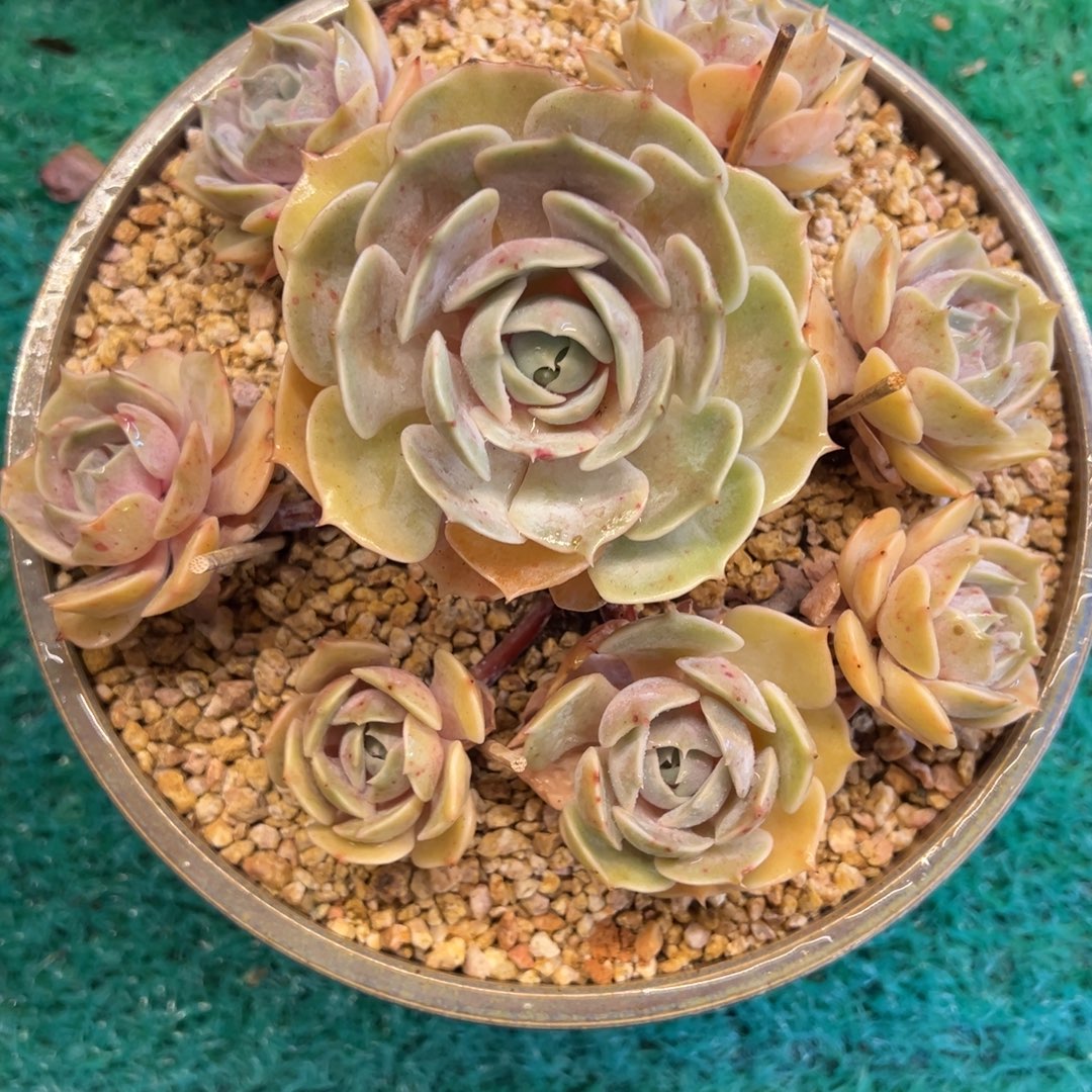 粉蝶，，，，，，，，，，，，，，，，，