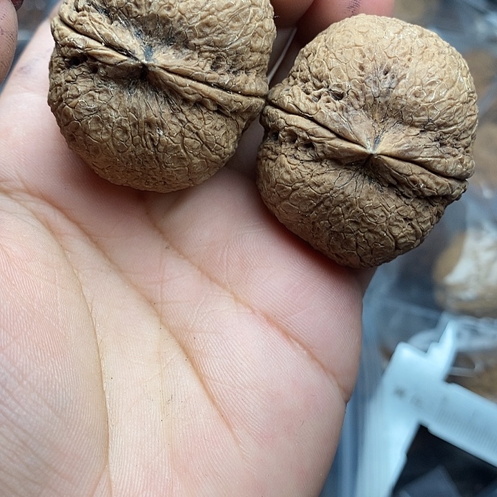 把件文玩核桃38号40mm