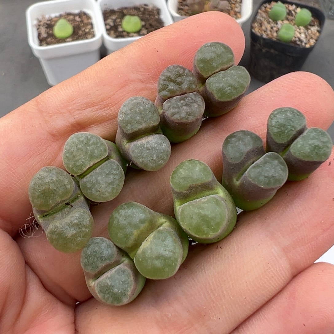 ^***蓉8.11好看的多肉脱土发货858