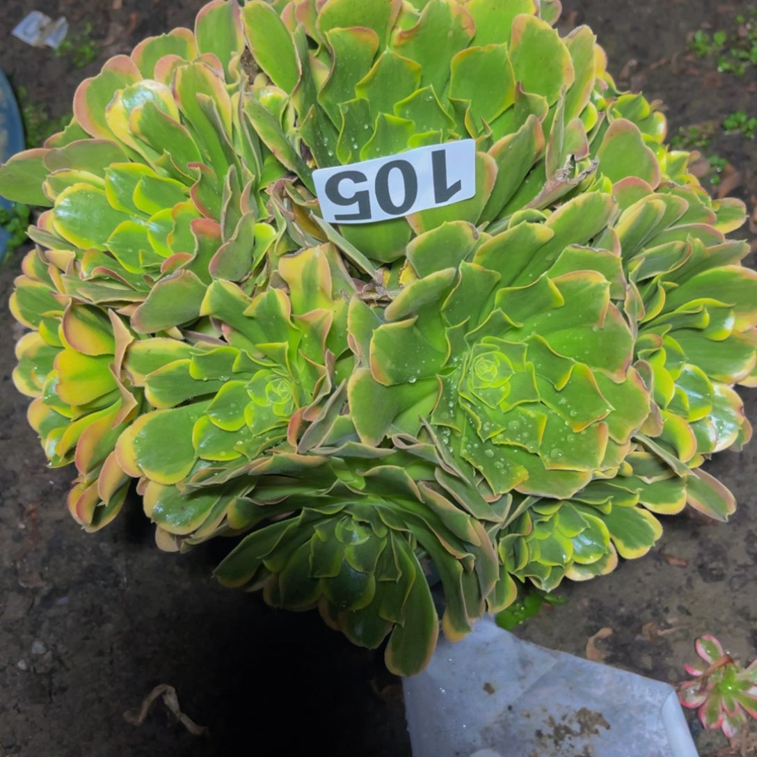 炫彩法师16/////////28包邮