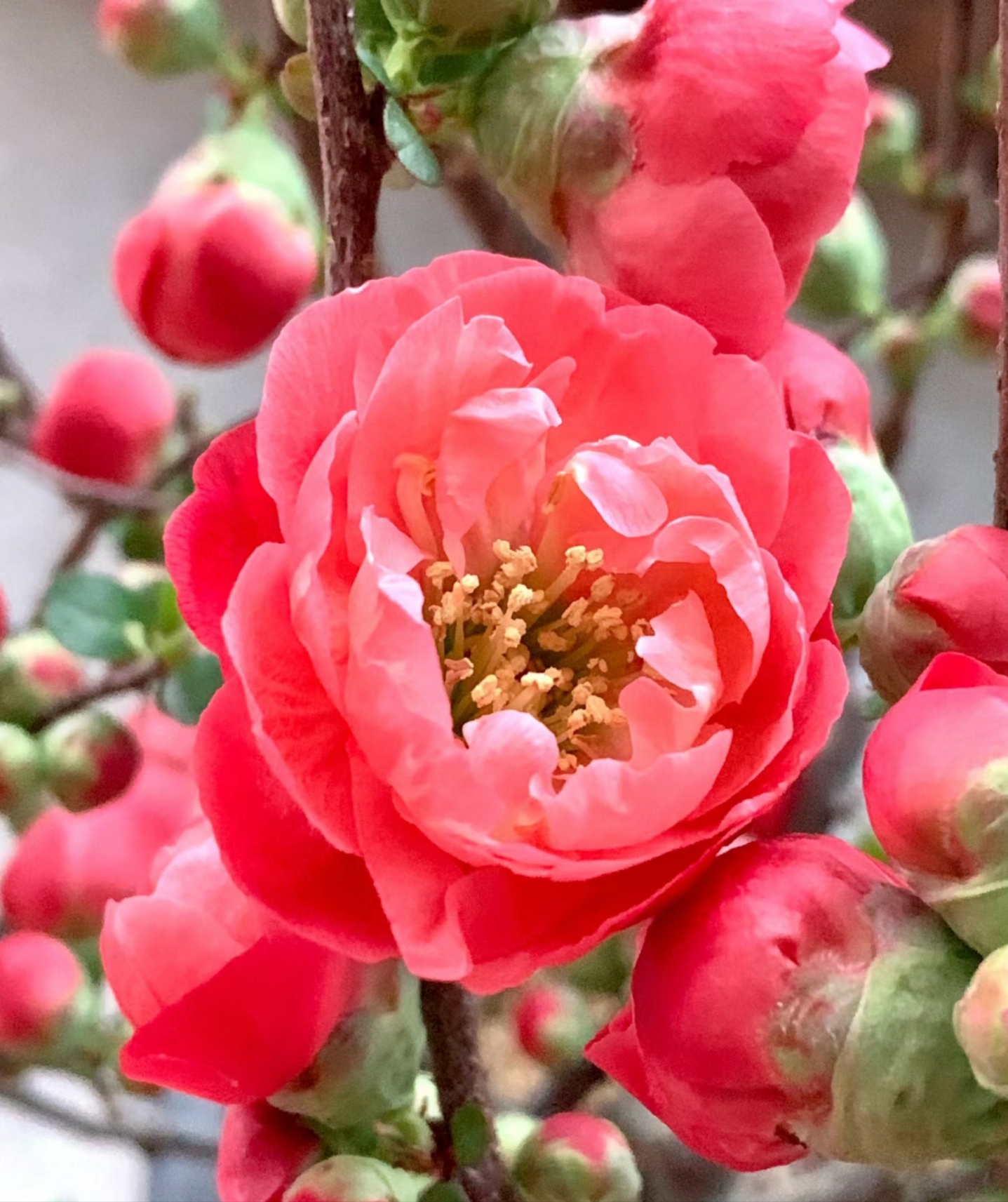原生（梦绘卷）红花海棠花年宵花四季开花办公室种植盆栽花卉