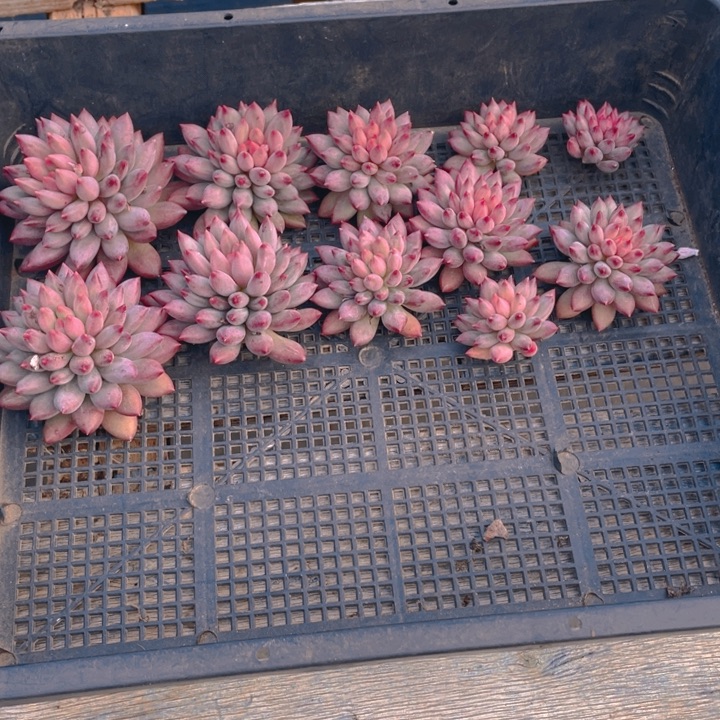 阿***丁谢谢你的支持00000066