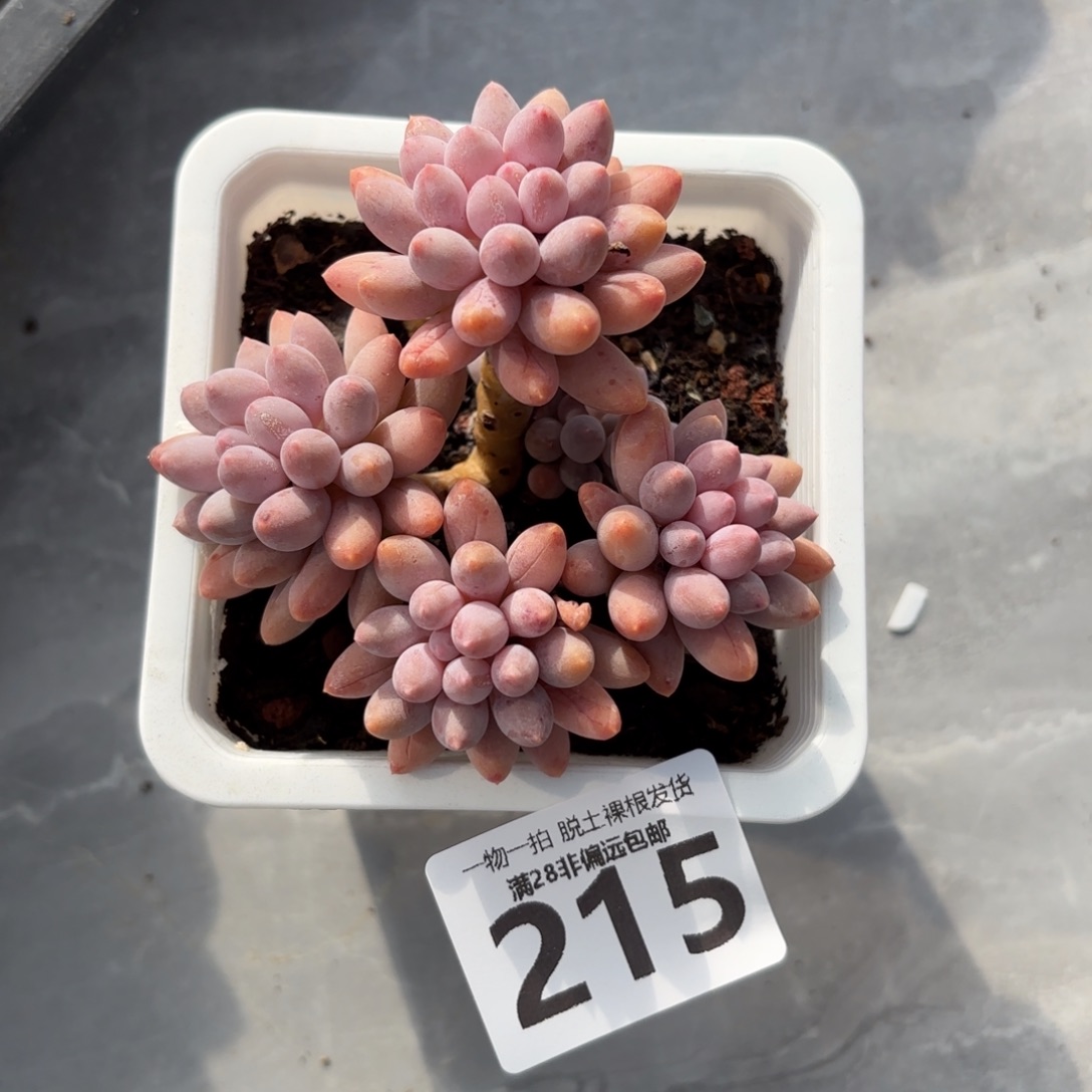 婴儿手指老桩无盆土发货