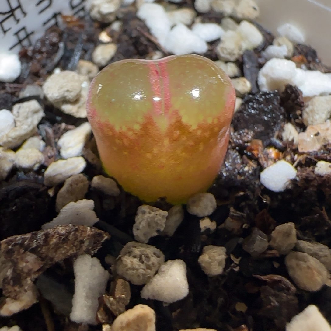 肉锥多肉植物百科-6km风铃1049