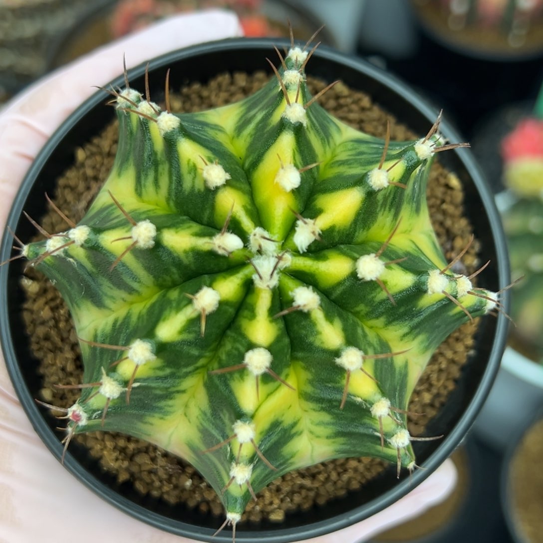 泰系米哈锦，带盆土发货