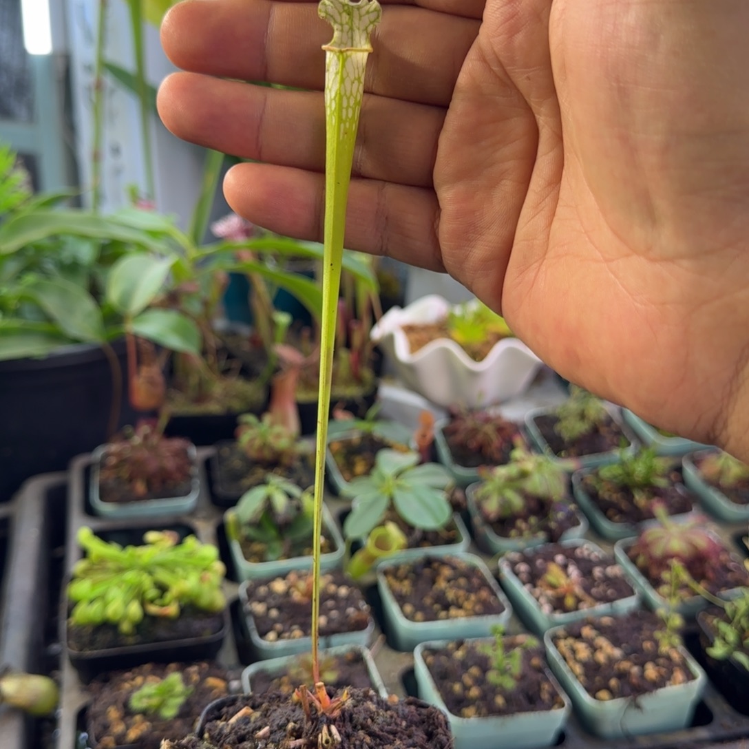****醒完全开放一物一拍瓶子草