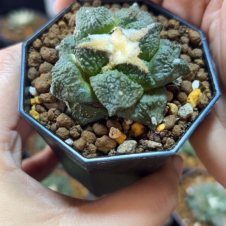 自根福利龟甲牡丹4公分带盆