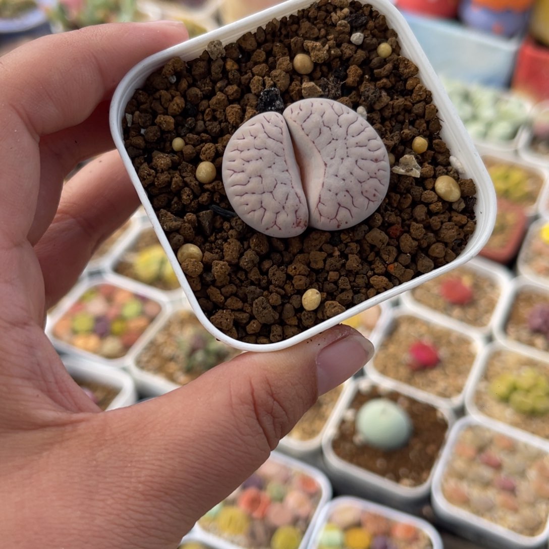 751多肉植物生长