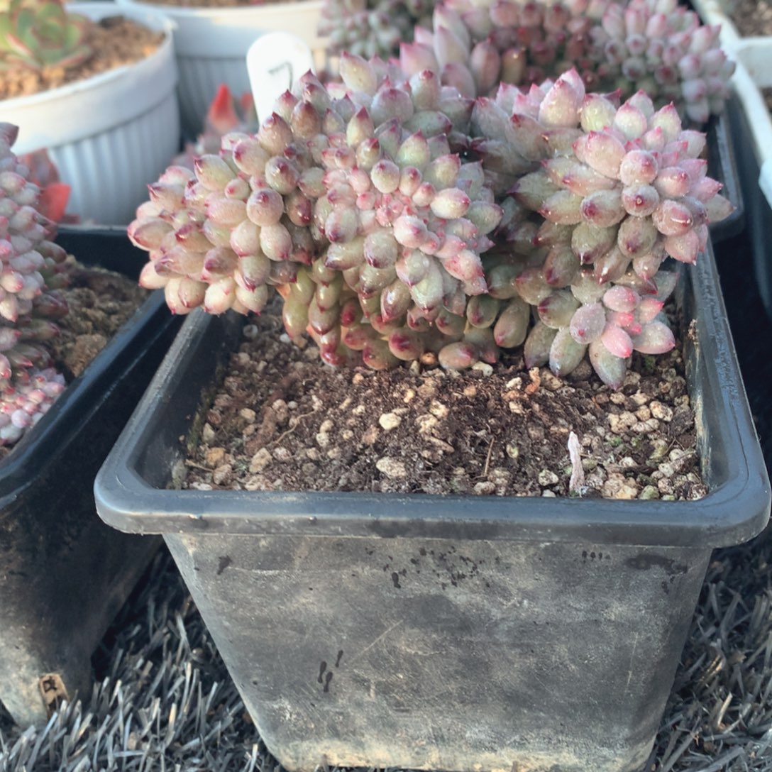 多肉植物车厘子缀