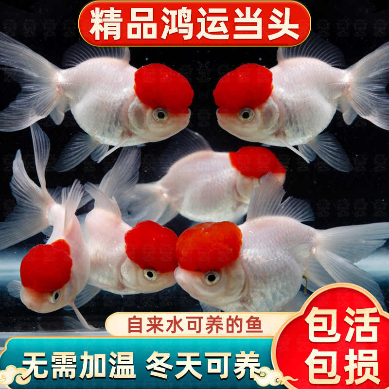 鸿运当头观赏鱼鹤顶红狮子头金鱼丹顶耐寒易存活冷水鱼好养耐活鱼