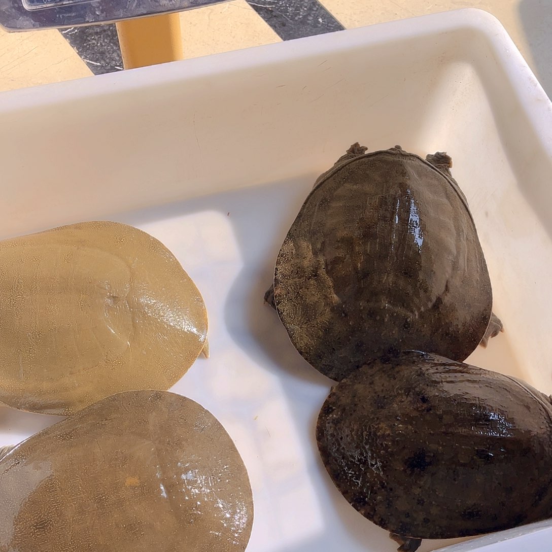 中国大陆野生甲鱼包邮