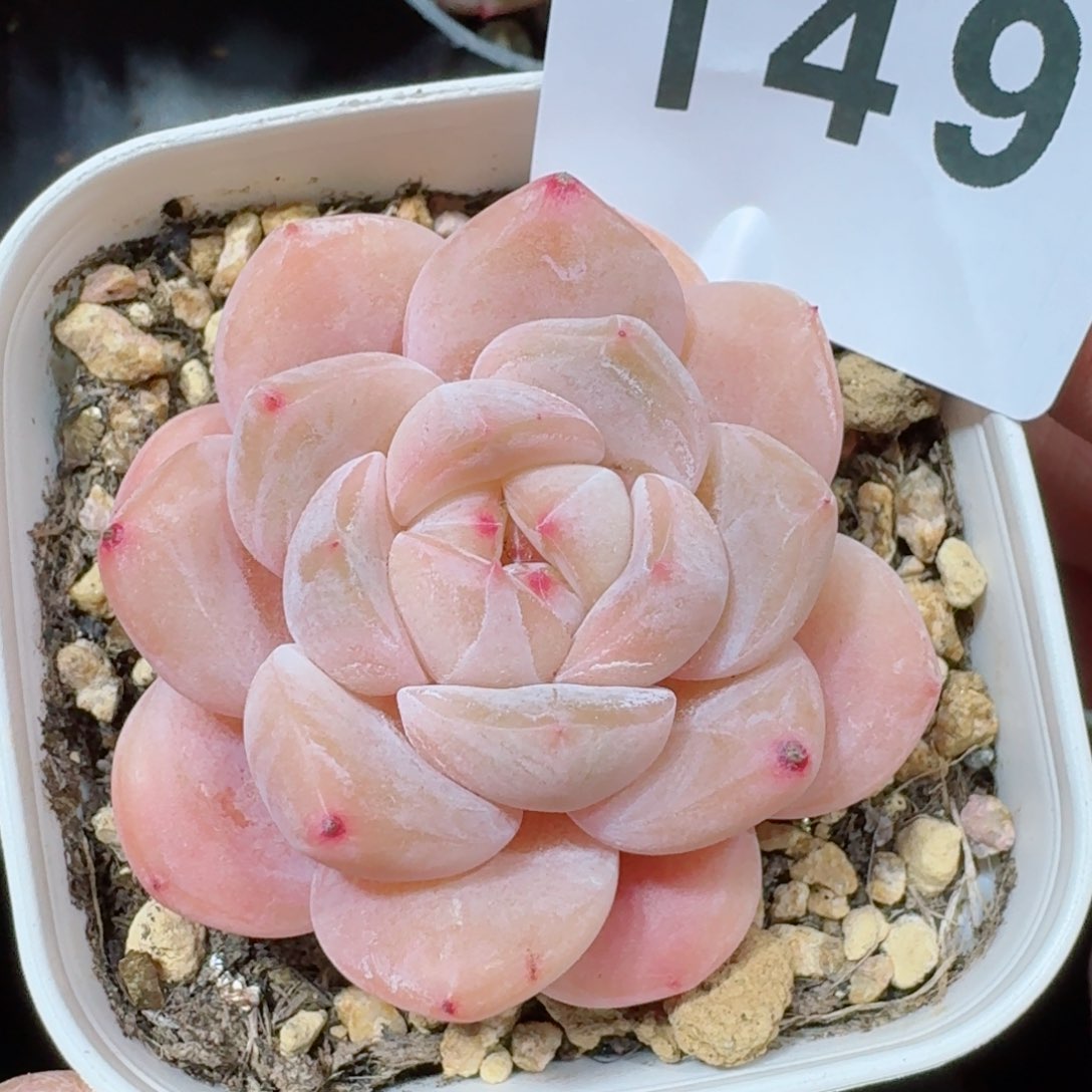 刚毅         精品多肉