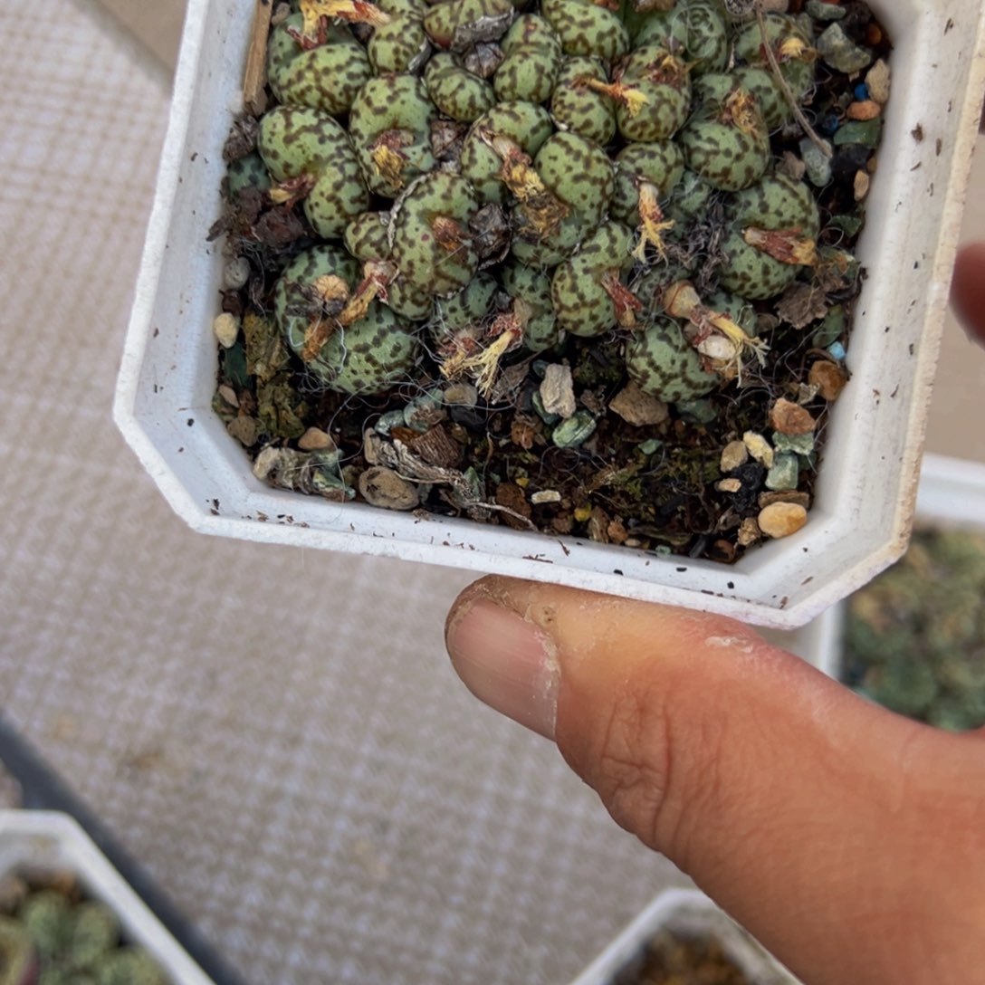 927 一物一拍，默认有伤，介意勿拍，不退不换