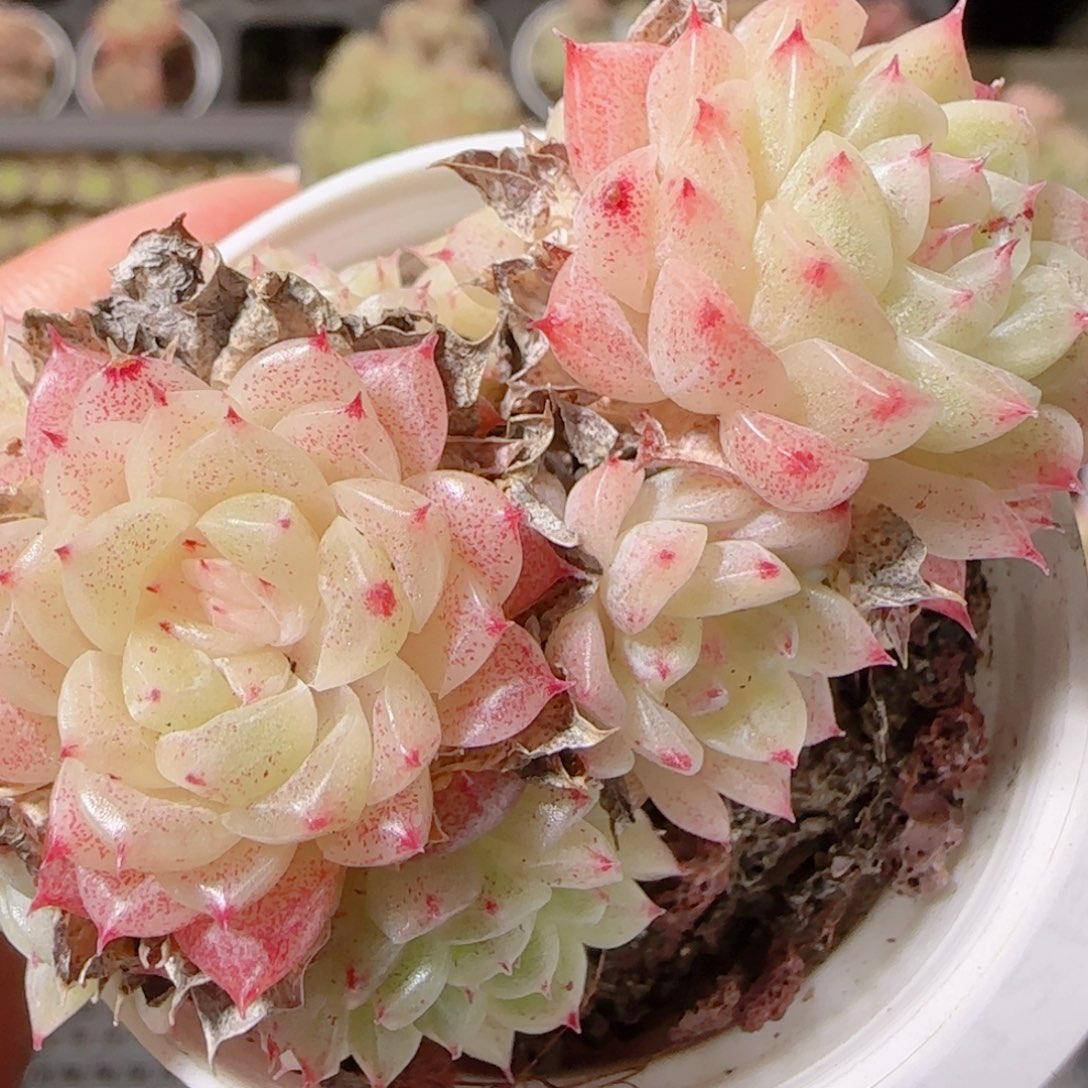 花语多肉1213-176散