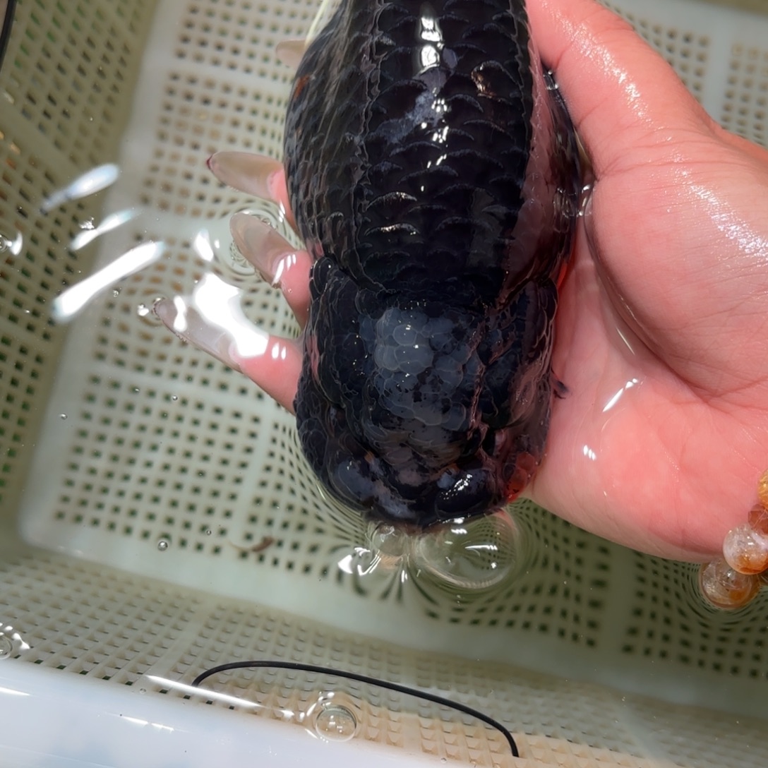 @***糊金鱼拍包装包邮，不拍包装运费到付