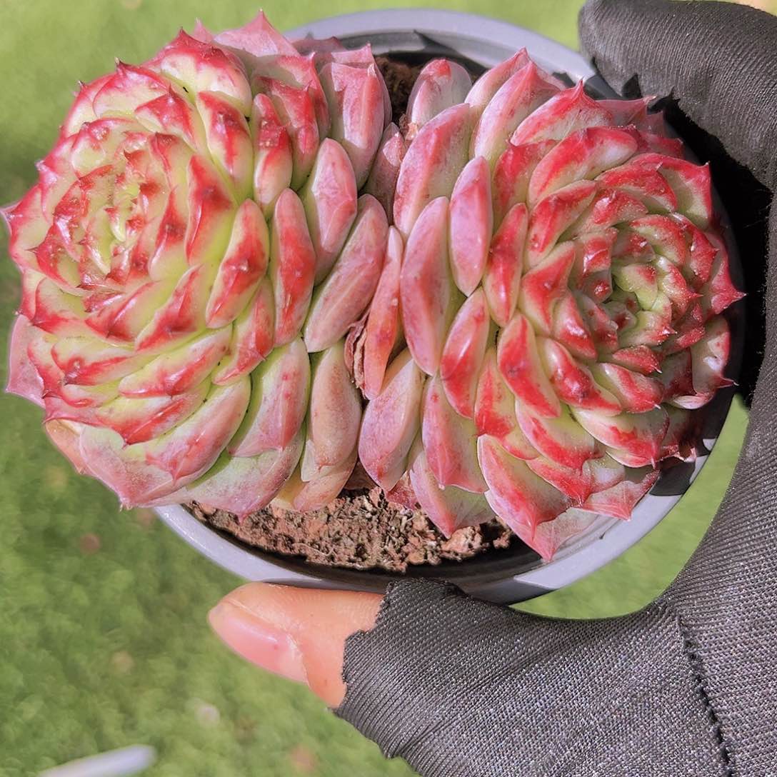 天鹅绒88889988999999988