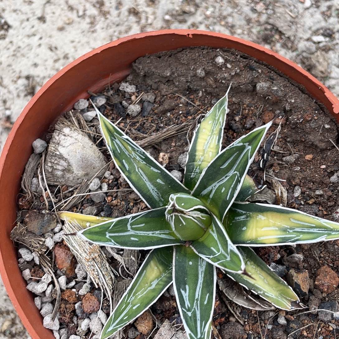 枸***杞屉之雪汝中斑福利出