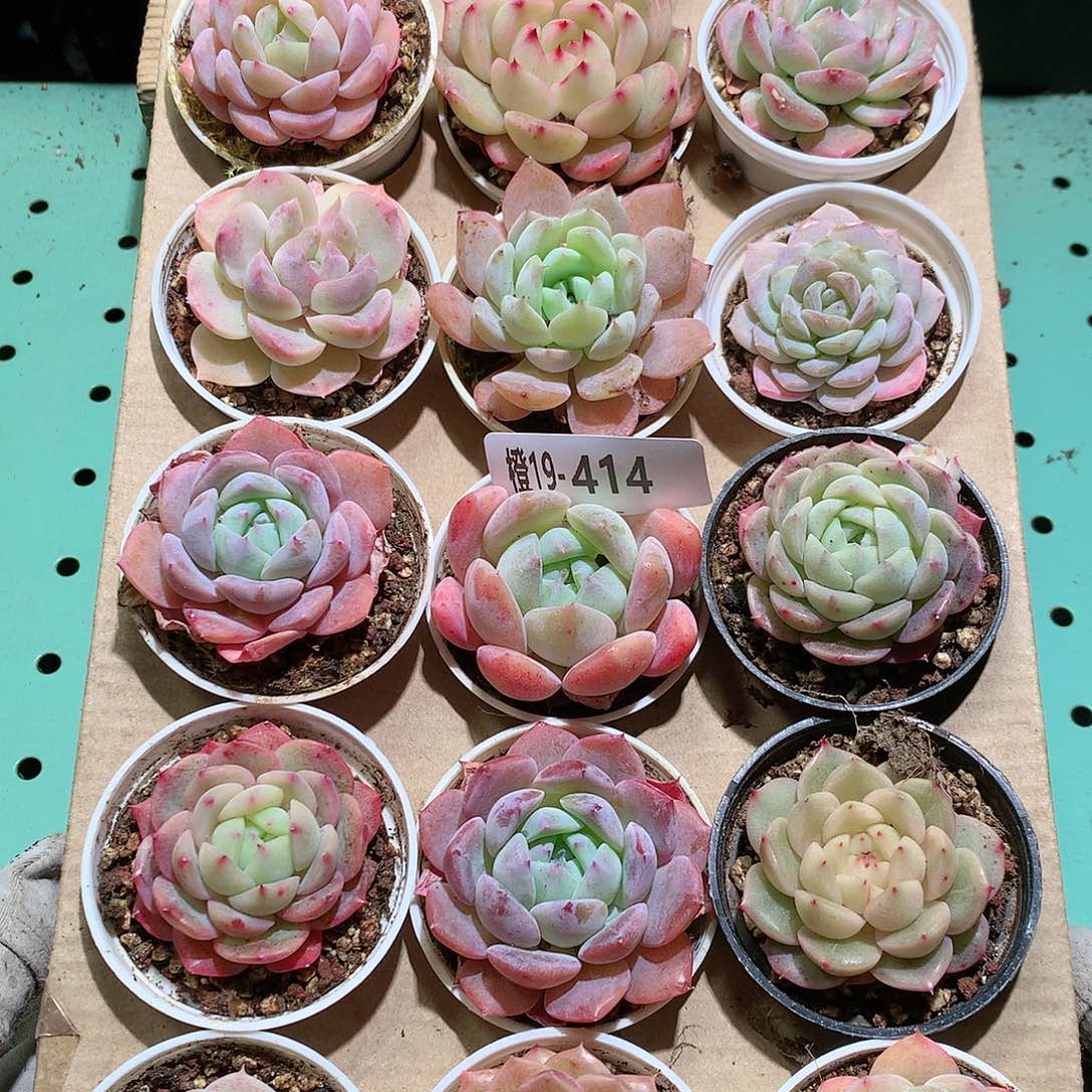 19-414一物一拍带盆18颗