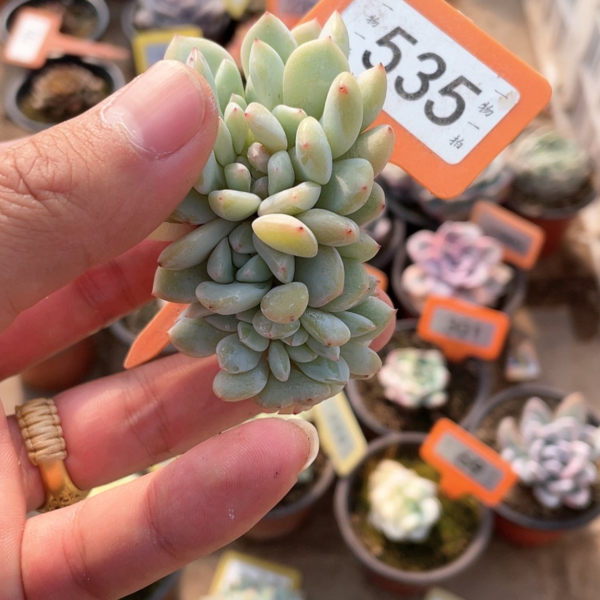 【闪购商品】535号