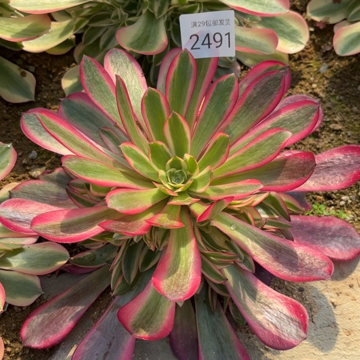 美杜莎多肉法师2491