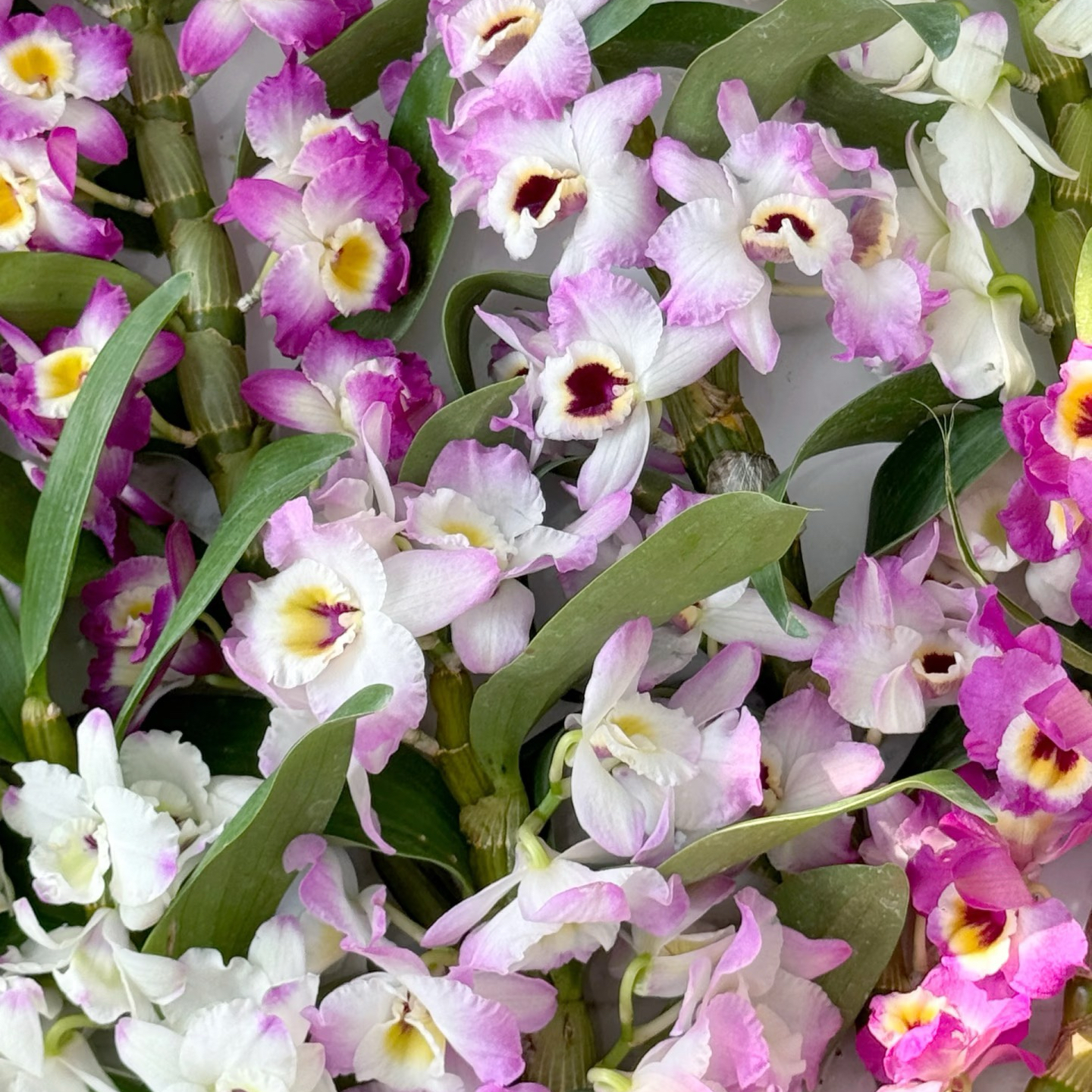 石斛兰切花 Officine鲜花店基地直采鲜花云南直发顺丰空运