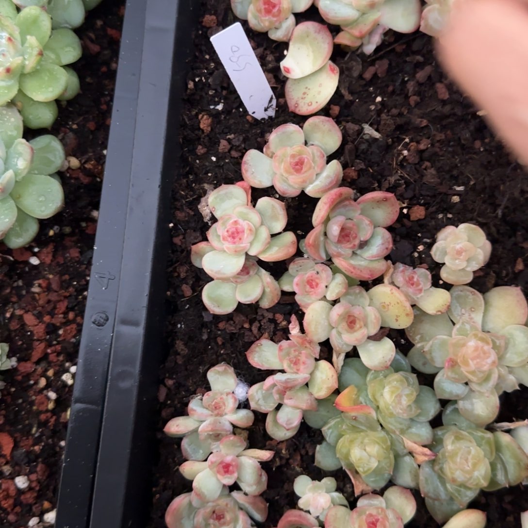 590 遥遥秃珍妮1个穴满25包邮