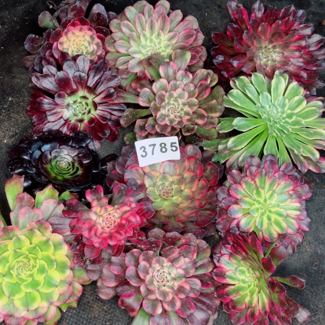 振**接一筐砍头多肉发货