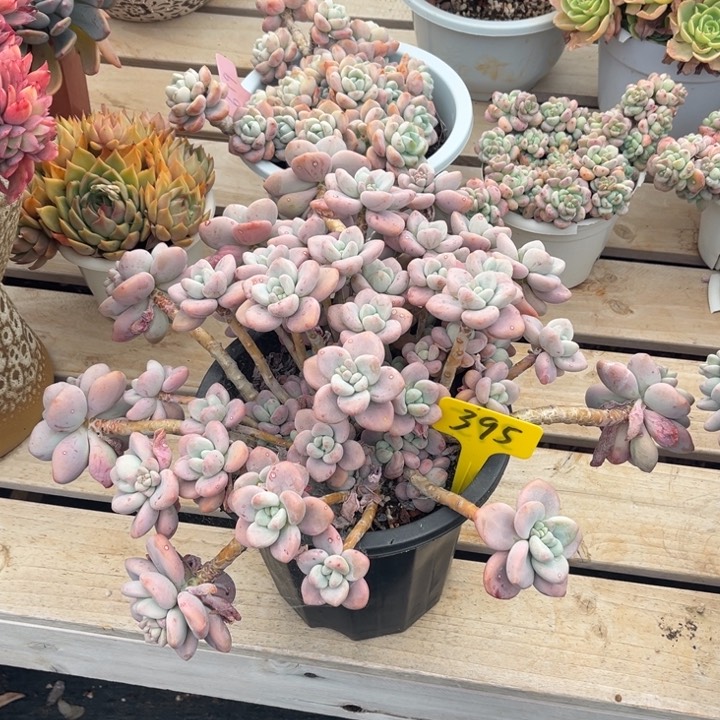 红洛神多肉植物395