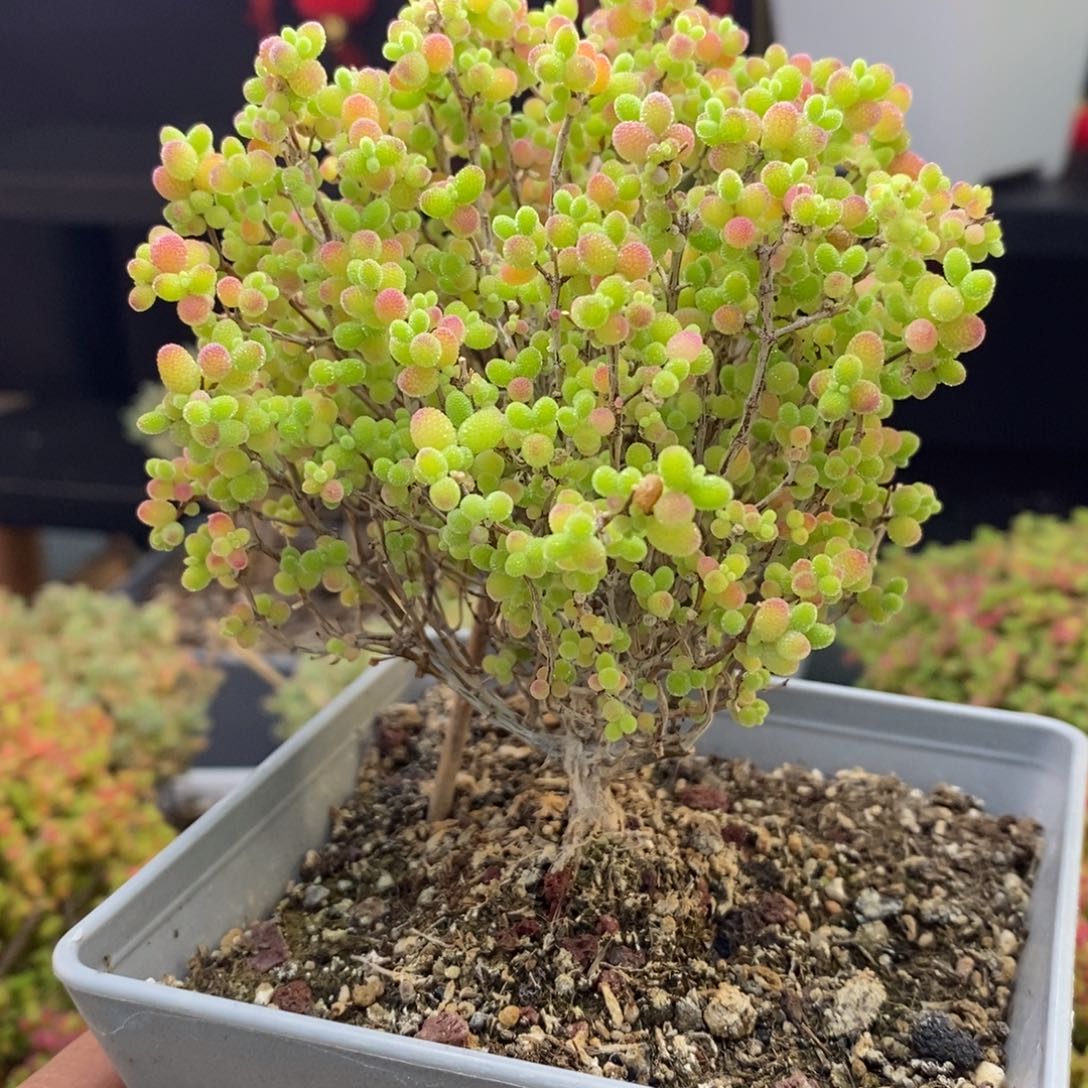 11号蜜橘糖球枝干