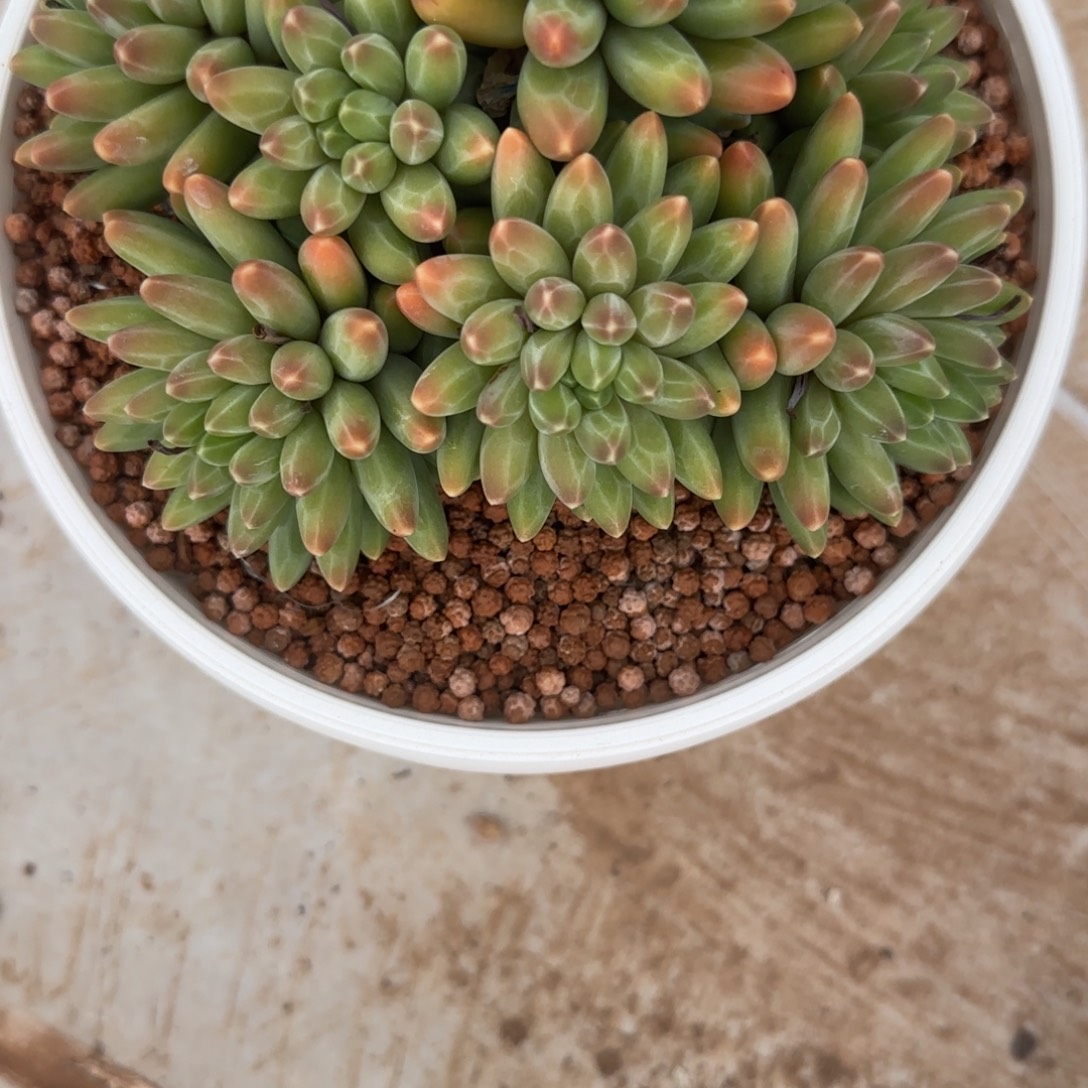 盛****多肉植物伊卡鲁斯