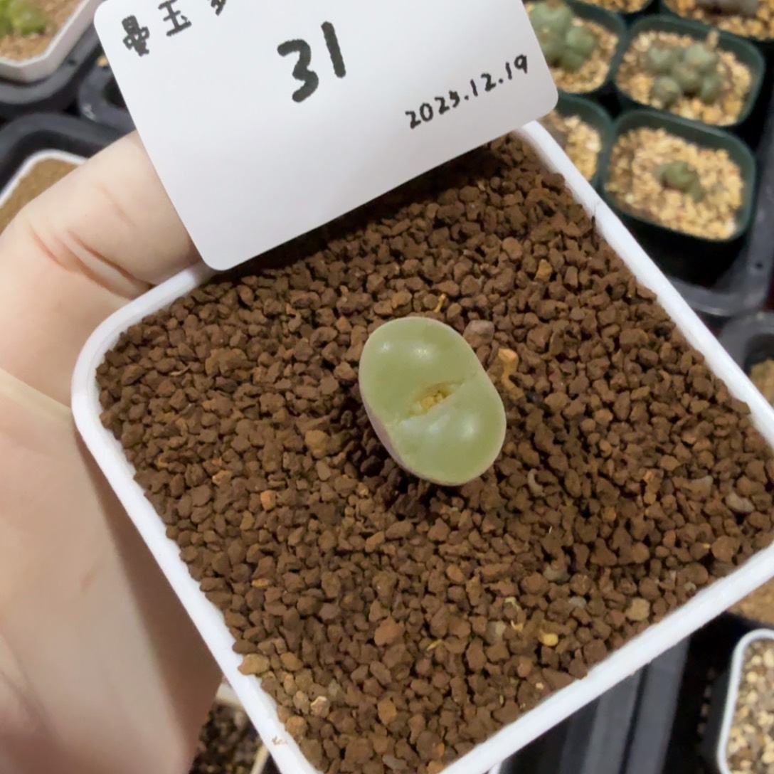 咬***咬多肉多肉多肉12.19-031安格ap