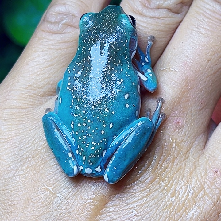 老爷树蛙01 开啊开波福利 特价澳蓝超蓝金雪