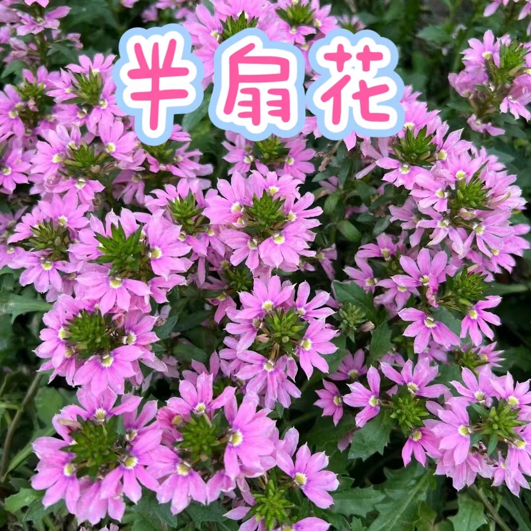 【半扇花草海桐】 耐热典型花卉可地栽开花不停歇
