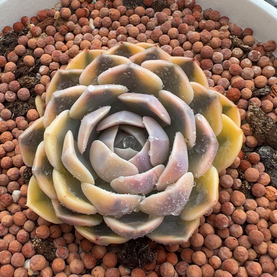 汉堡锦，覆轮锦带侧头