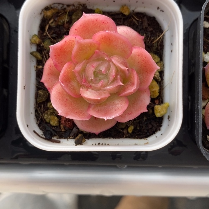 虾饺虾饺 多肉 12.25