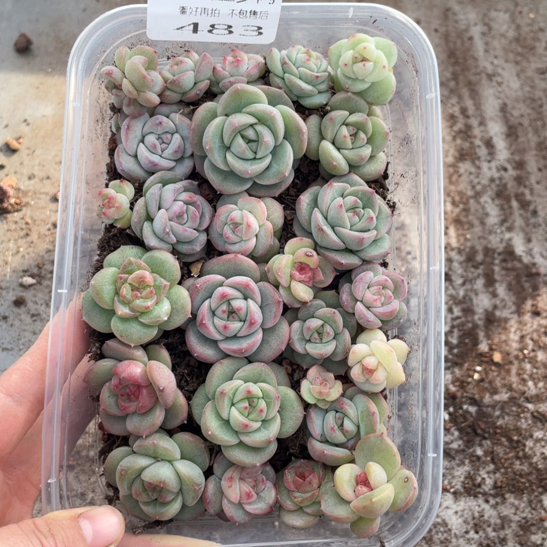 糕大上多肉植物483
